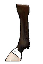 half pastern