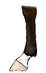 pastern