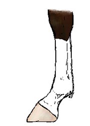 sock