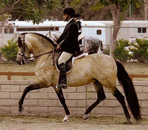 buckskin