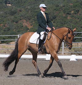 dressage